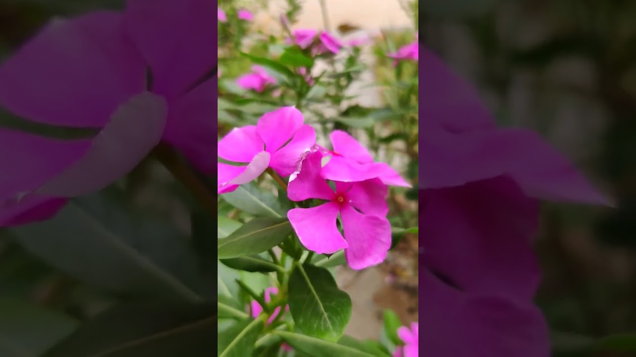 Escape to Serenity: My Colorful Garden Haven 