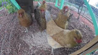 Chickens Meet GoPro!