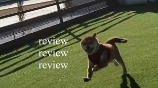 [review] 경주 보문단지 애견 동반 숙소, 페리토 펜션 강추 #내돈내산