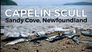 Amazing Newfoundland Capelin Scull!!! 1000s of Capelin Rolling on the Beach