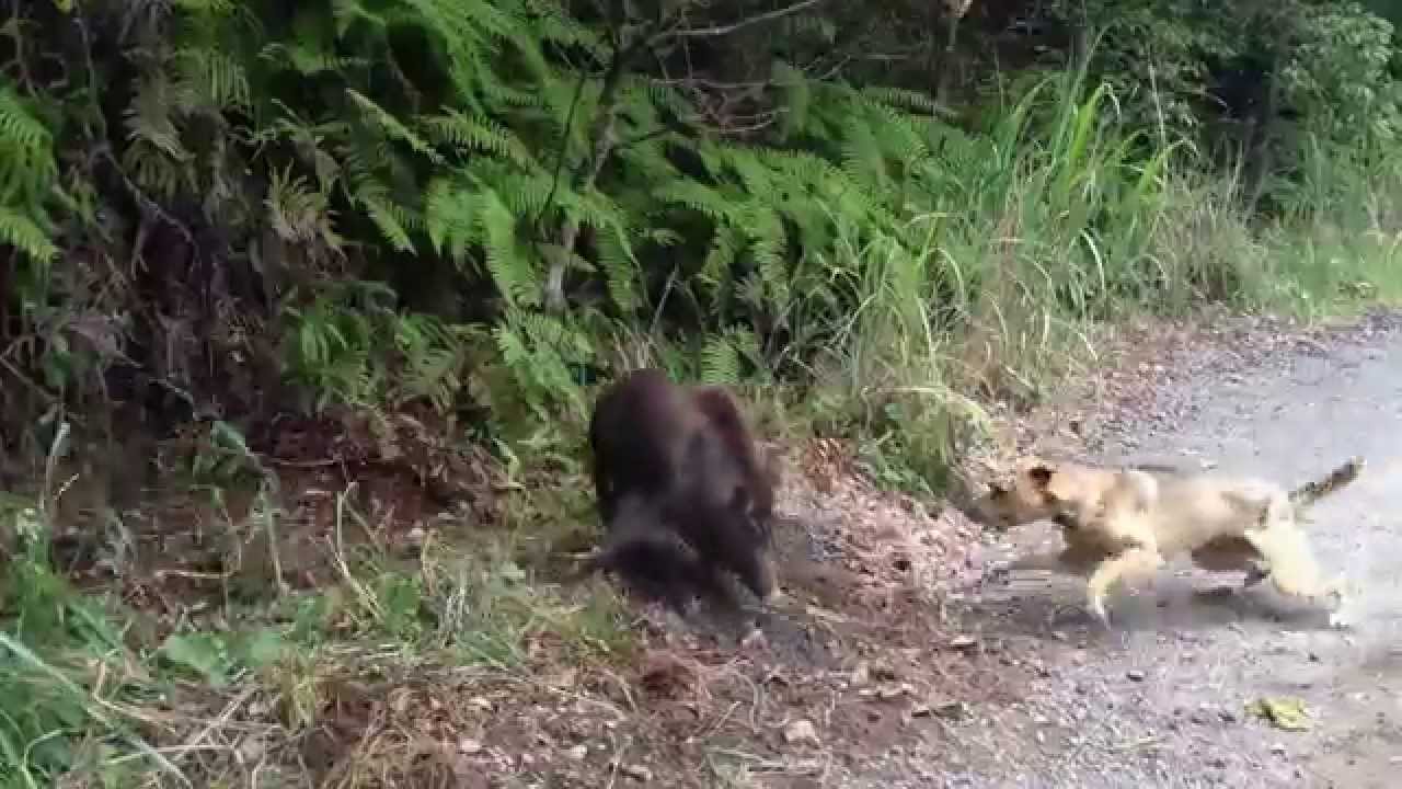 猟犬 イノシシ犬 訓練してみたw Youtube 猟犬 イノシシ犬 訓練してみたw Youtube