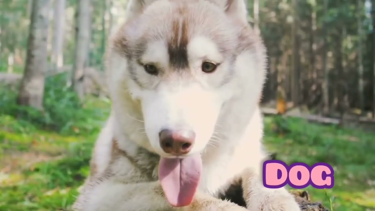 Animals Puzzle for Kids #3 🧩 Learn Animal Names ToyTime