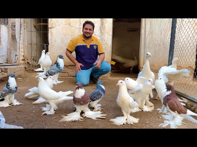 12 Most Bizarre Fancy Pigeon Breeds