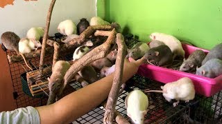 Demons Rats Rattery - Brazilian Breeder - São Paulo