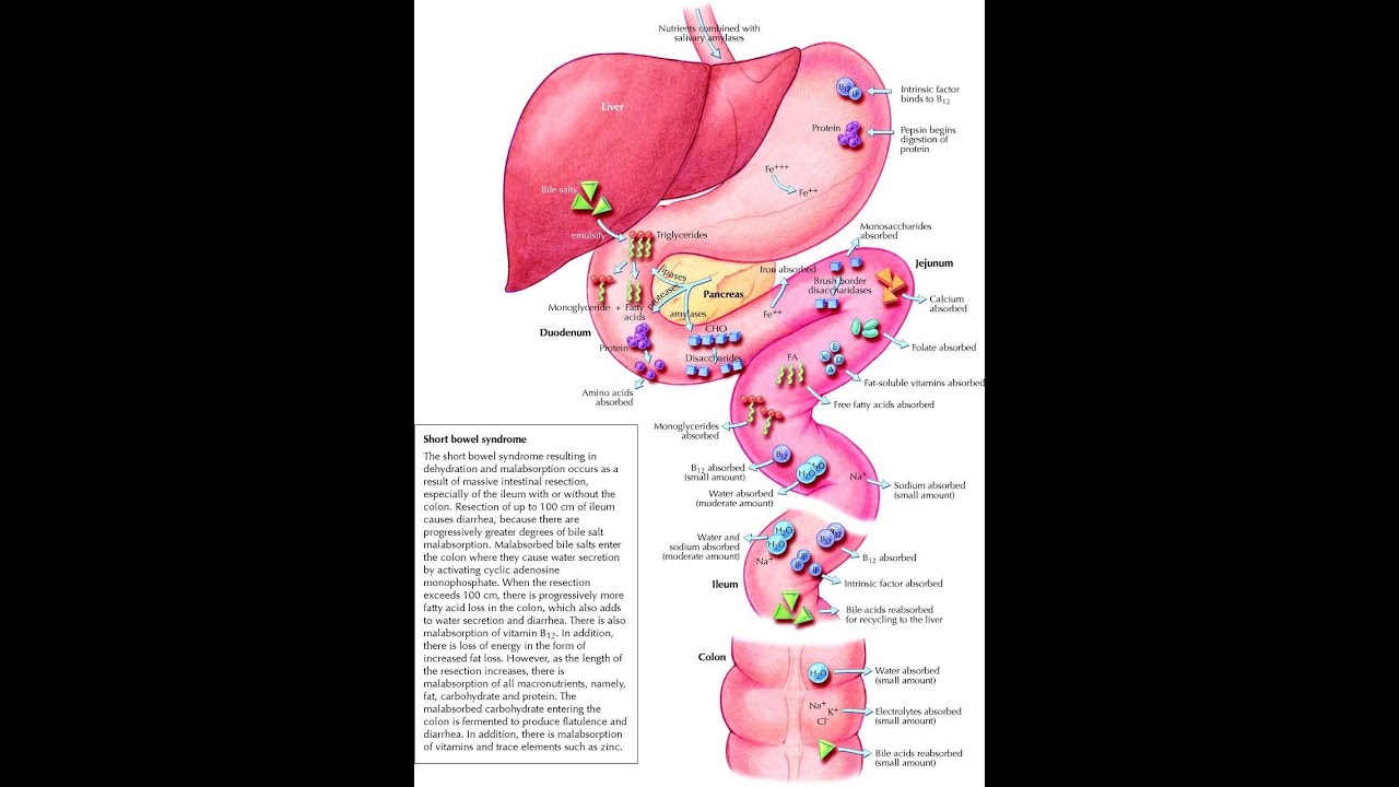 Absorption Part 1 - YouTube