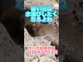 がんばれ！パンチくん【2026年5月13日】　#がんばれパンチ #市川市動植物園 #animals #ニホンザル #オランママ # #punch #animalshorts #shorts