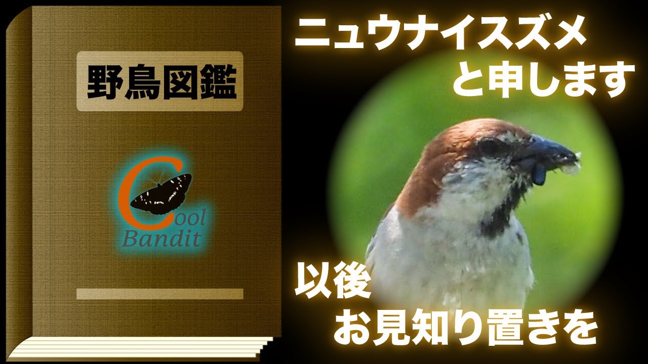 野鳥図鑑 36 ニュウナイスズメ リモートバードウォッチング ちょっと珍しいスズメです Youtube