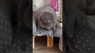 Full Bunny shedding season = brushing every single day with ZERO visible results. 😂🐰 News