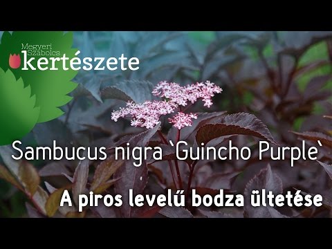 Videó: A Fekete Bodza (Sambucus Nigra) Gyógyászati tulajdonságai