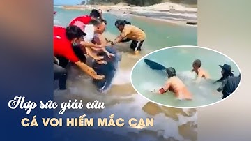 Người dân hợp sức cứu cá voi mắc cạn ở biển La Gi
