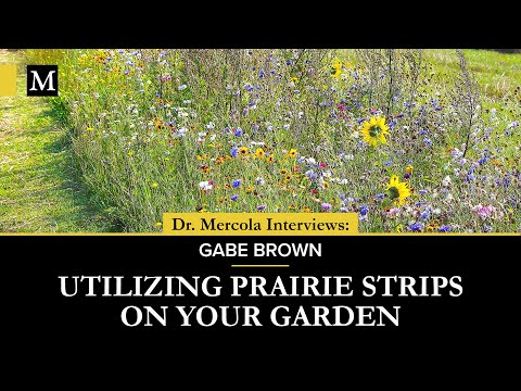 Utilizing Prairie Strips on Your Garden – Interview With Gabe Brown