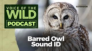 Episode 39: Barred Owl – Voice of the Wild