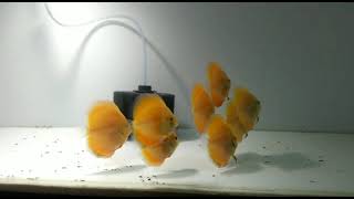 White Face Yellow Just Sharing