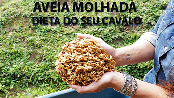 É bom dar aveia para o cavalo?