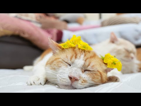 猫の雲 雌待宵草 250902 - YouTube