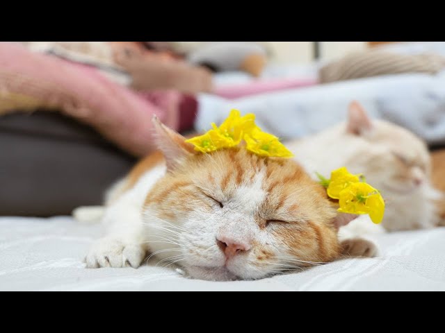 やせねこ 新世界 りんご のせ猫 250107 - YouTube