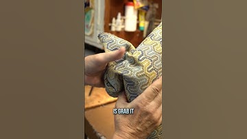 🪑⛏️ How to Upholster a Dining Chair Seat Corner with a Leg Cut Out #upholstery #diy #furniture #asmr