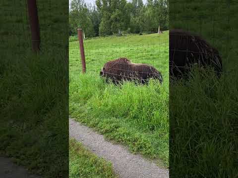 Video: Hvornår kom moskusoksen ud?