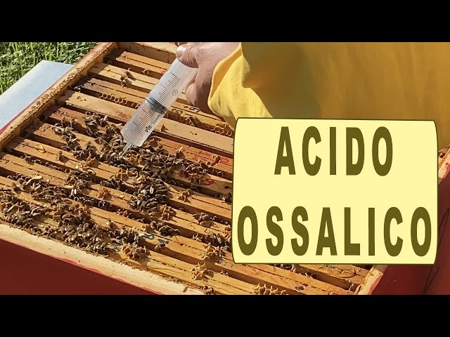 trattamento ACIDO OSSALICO - apicoltura 