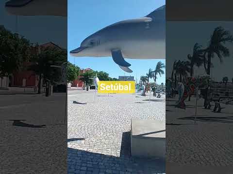 Setúbal Portugal Golfinhos Dolfin