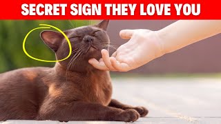 Secret Things Cats Do When They Love You (#3 is SHOCKING) #catlovers #catbreed #catvideos #cats by Geographic Animalz 2,262 views 5 months ago 2 minutes, 26 seconds