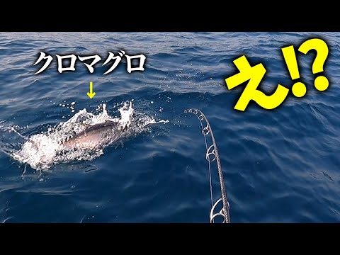【違法！？】春の巨大ヒラマサ狙いでまさかのクロマグロが…