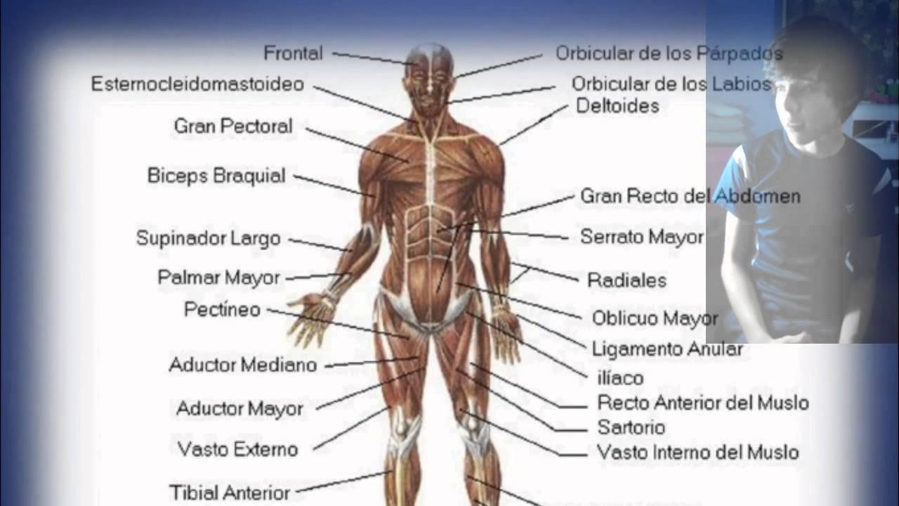 Das Funções Abaixo Todas São Realizadas Pelo Sistema Muscular
