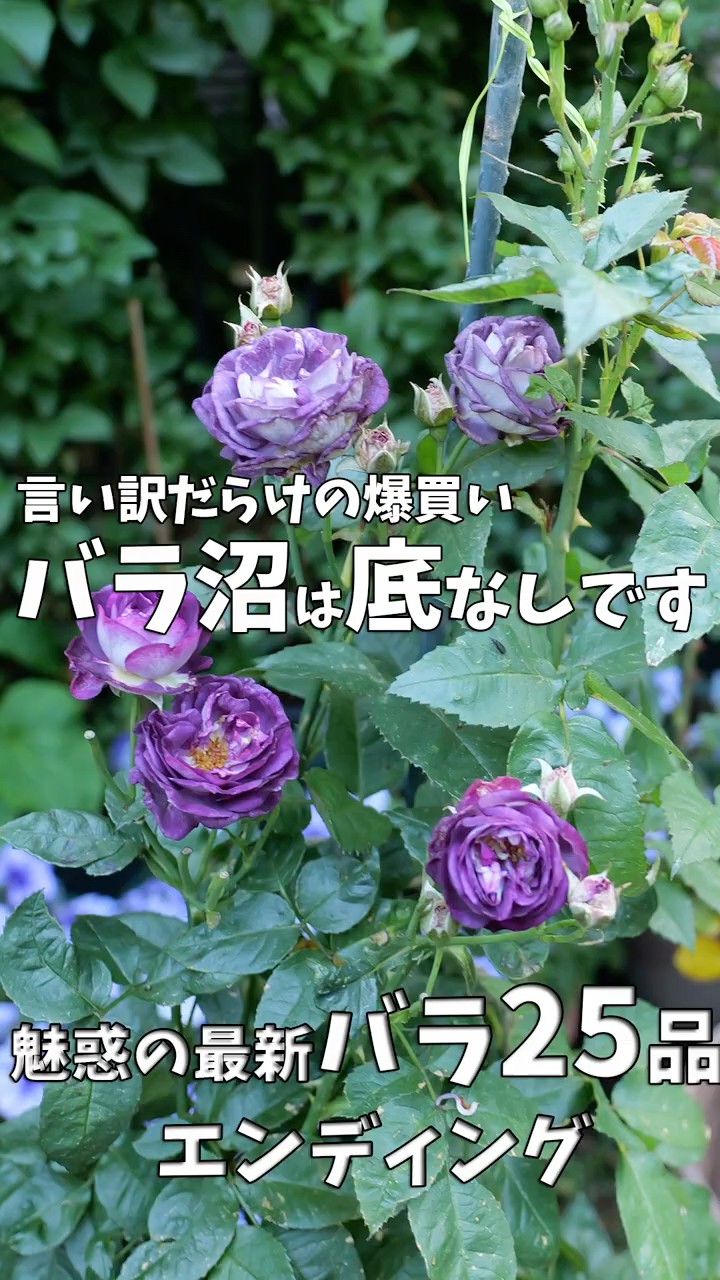 R ose rose様 おまとめ購入ご希望 42と40 June 14, 2026: Into the Rose Obsession. Introducing the 25