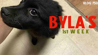 Bylas First Week - Vlog 750