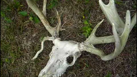Huge 170" non-typical Whitetail skull