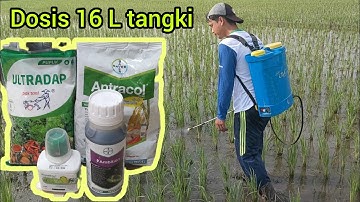 RAHASIA ANAKAN PADI BANYAK 2025 AMBITION ULTRADAP ANTRACOL dan PREVATON 16 L TANGKI MASA VEGETATIF