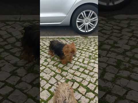 kiko e Pokaoontas brincando