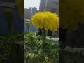 #gardening #trending #viral #garden #shorts #shortsviral #viralshort #trendingshorts #oggy