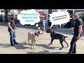 CANE CORSO NARKOZ KADINA EL KALDIRMAK BİZE YAKIŞMAZ DEDİ :))