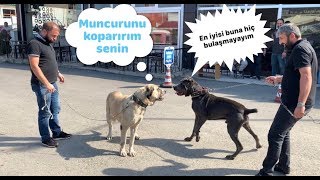 CANE CORSO NARKOZ KADINA EL KALDIRMAK BİZE YAKIŞMAZ DEDİ :))