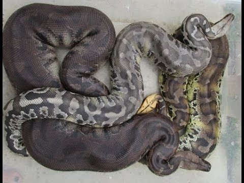 blood python, black blood, sumatran, short tail python, collection, tour, f...