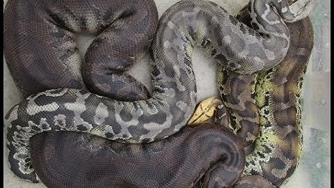An intro to p.curtus, the Sumatran Short Tail Python
