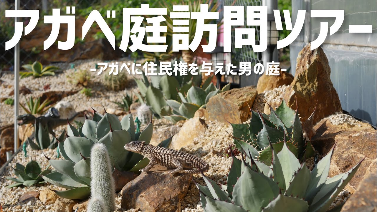 ①The largest scale ever! Get lost in the agave swamp and discover