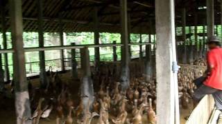 Peternakan Bebek dan Ayam di Bantul, Yogyakarta, Jawa Tengah