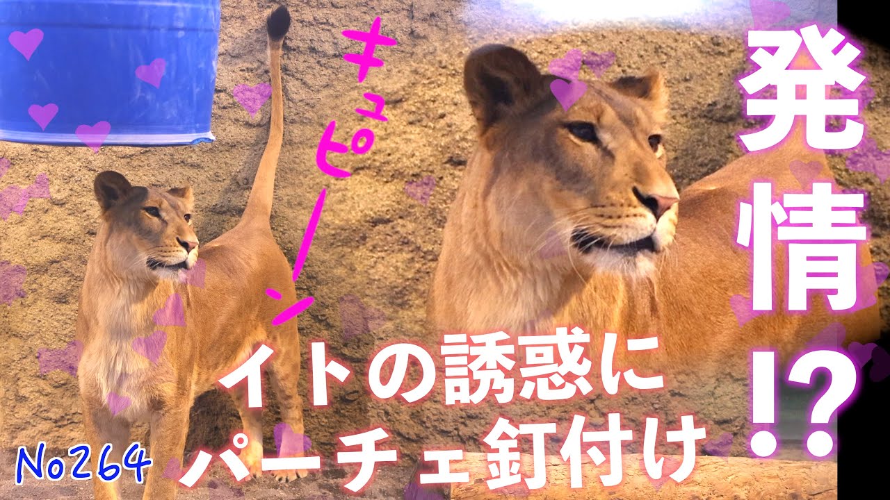 No264  ついに発情！？イトに夢中のパーチェ…急接近のスリスリタイム　