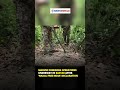 Massive Demining Operations Underway in Bastar After ‘Naxal-Free India’ Declaration