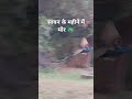 सावन के महीने में मोर 🦚#trending #viral #ytshorts #animals #pecocke #song #music #dance #army