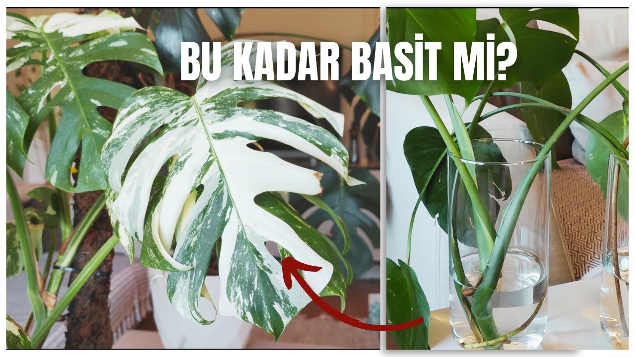 Monstera Bitkisi Nasıl Çoğaltılır? Hızlı Suda Köklendirme Yöntemi (Devetabanı Çoğaltma)