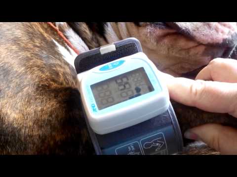 Вопрос: Как измерить пульс собаки?