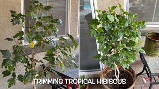 Trimming this leggy and overgrown Tropical Hibiscus 🌺 💚