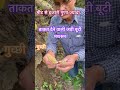 मीट से भी ज़्यादा ताक़त देने वाली मशरुम /गुच्छी #facts #jadi buty#ytshorts #shabji#
