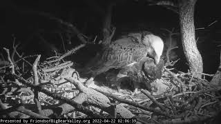 ~ Big Bear Bald Eagle nest ~ A snow storm ~  Apr 22, 2022