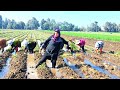 بيعيبو عليه في زراعة البصل بس الحمدلله خيبته ظنهم