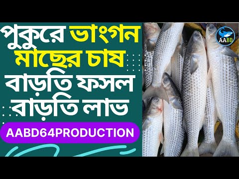 ভিডিও: ভঙ্গুর তারা কি মাছ খায়?