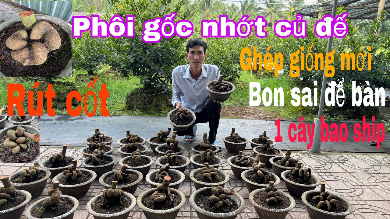 Chia sẻ giao lưu mai gốc nhớt củ đế rút cốt ( Zalo) 0377937272 ngày 28/12/2025